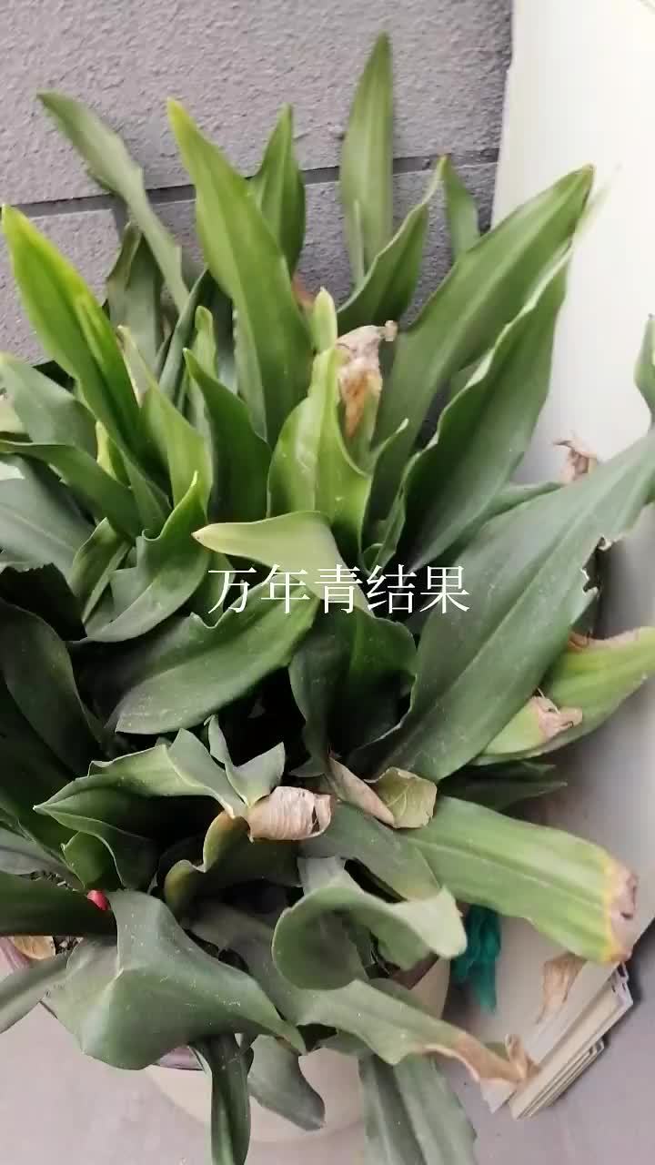 万年青结果了