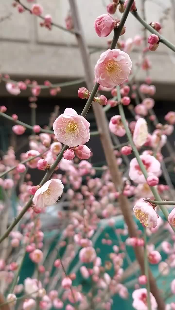 家里的梅花树开花了