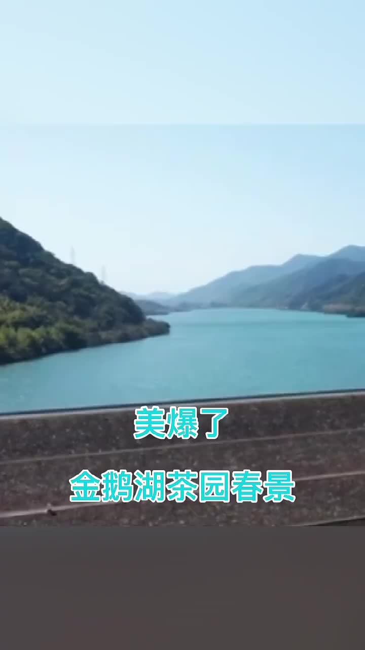 美爆了金鹅湖茶园春景