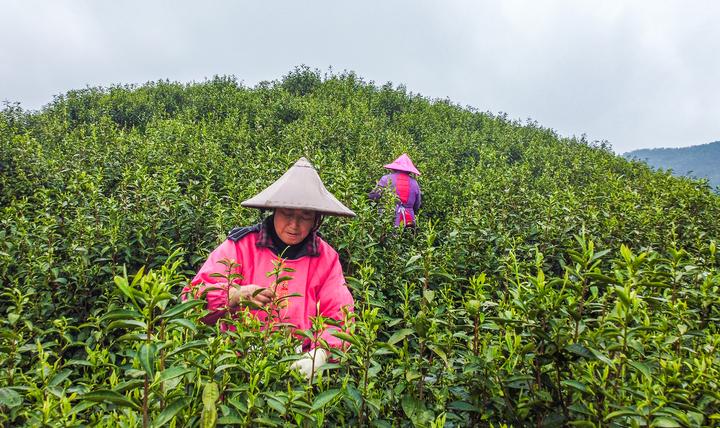 千年贡茶婺州举岩茶开采 茶叶长势未受倒春寒太大影响