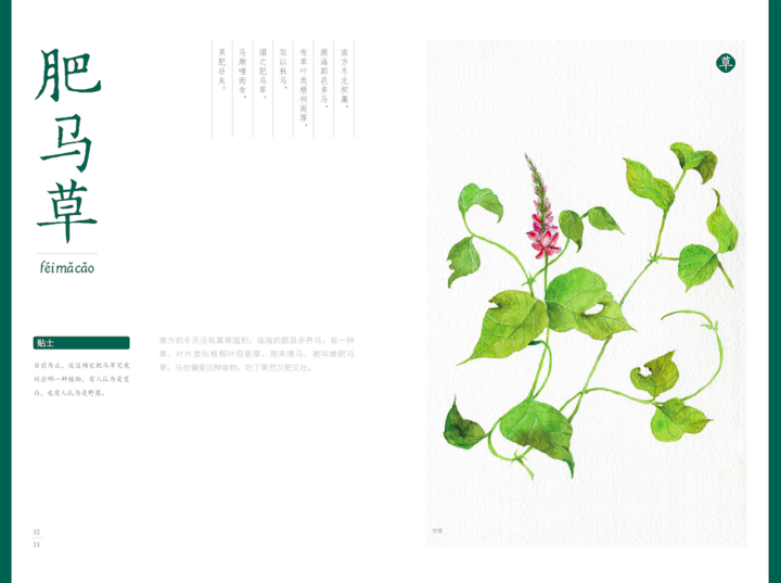 肥马草.png