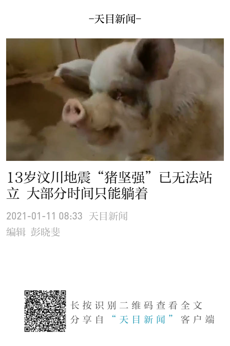 13岁汶川地震 猪坚强 已无法站立大部分时间只能躺着 13岁汶川地震 猪坚强 已无法站立大部分时间只能躺着