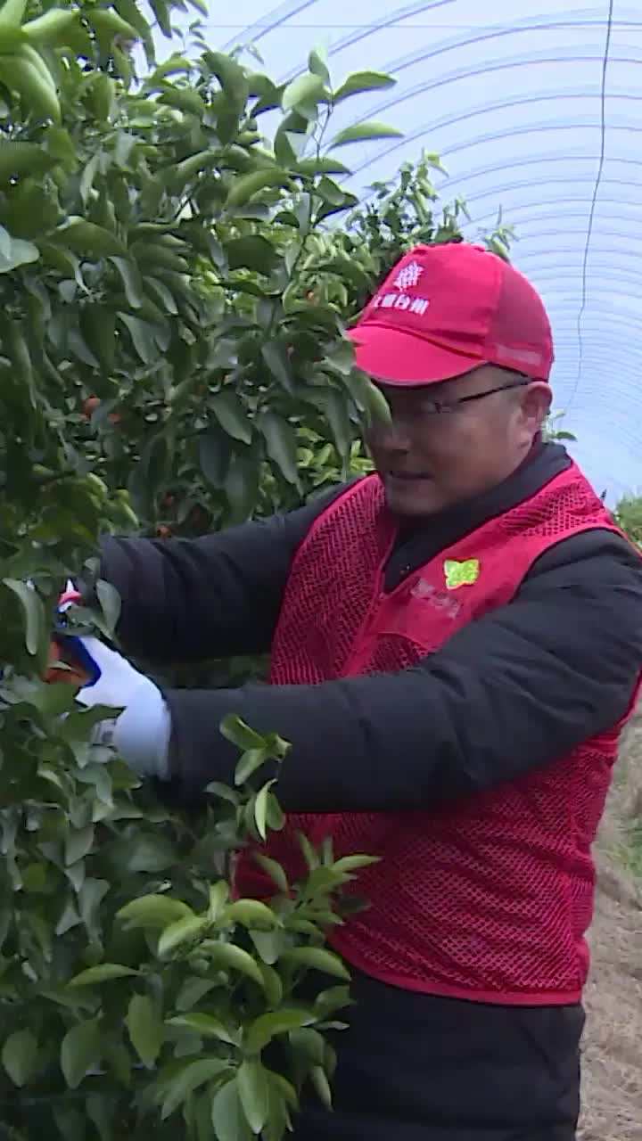 天台县供销社中农批物流园及其下生鲜店助农销售4000斤砂糖橘