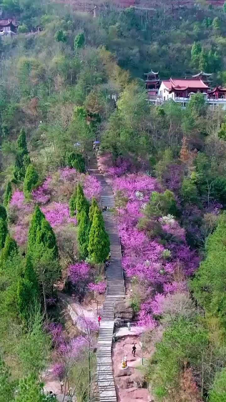天台赤城山的紫荆花开了