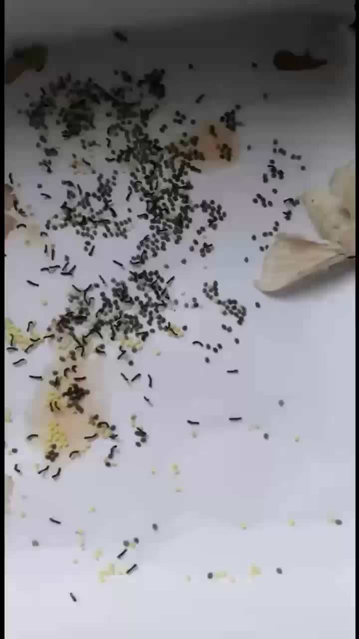 刚孵化的蚕宝宝身边的美好