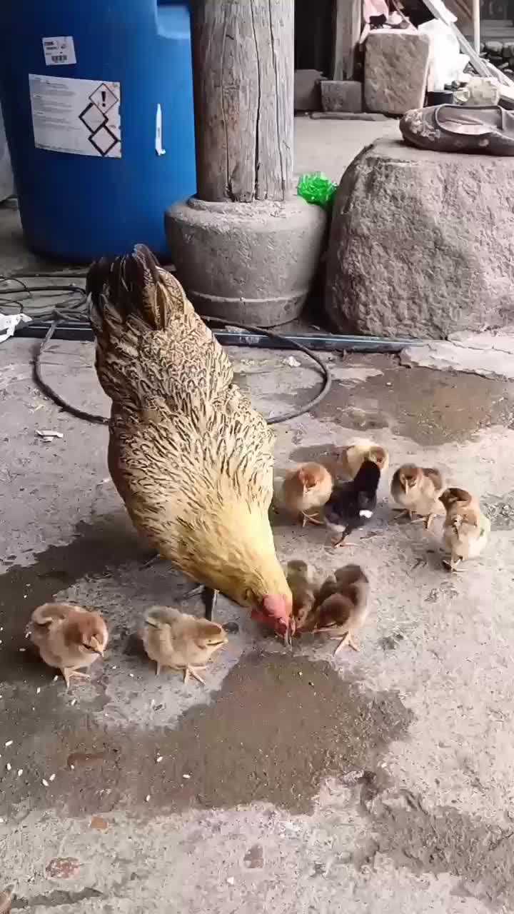 身边的美好鸡妈妈啄碎小米喂小鸡百城千县万村浙江行