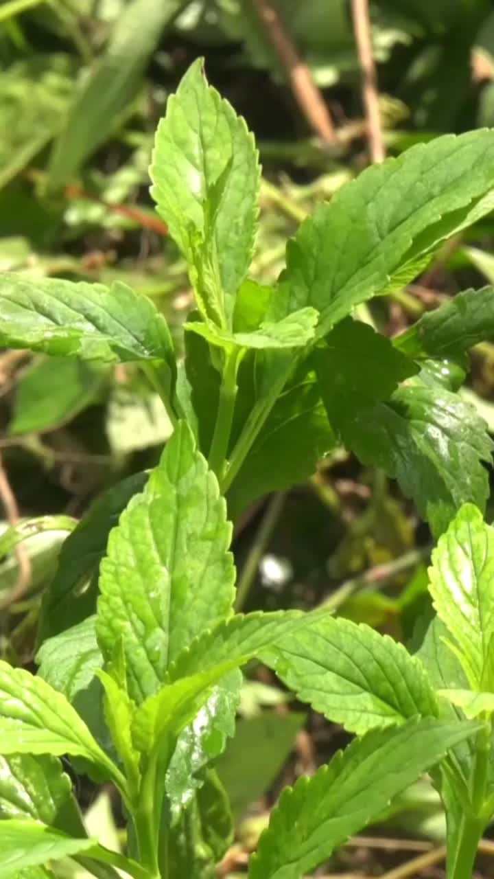 苦益菜一道舌尖上的人间烟火