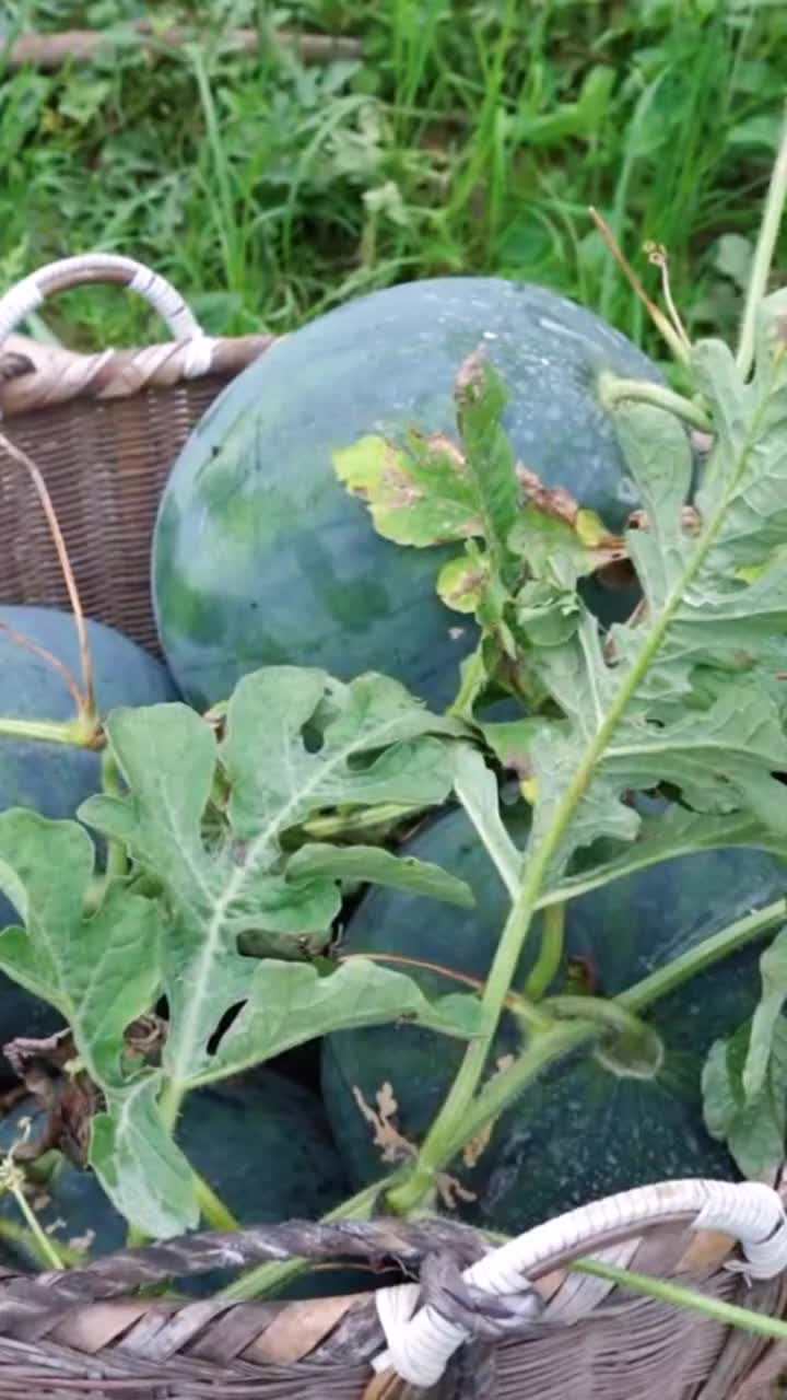 云和这里的高山西瓜熟了汁多味甜特别爽脆