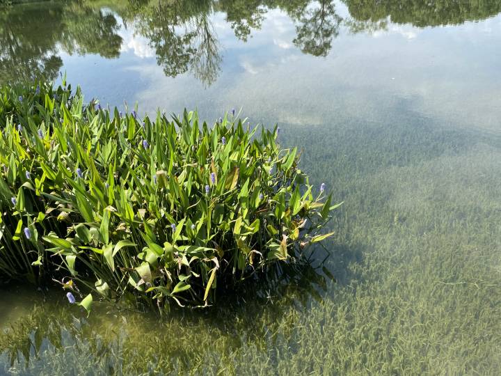 水清岸绿鱼翔浅底 良渚古城遗址公园打造会自净的"聪明池塘"