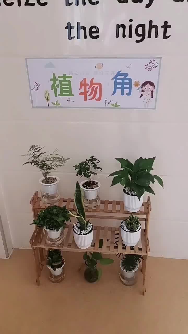 班级绿化角