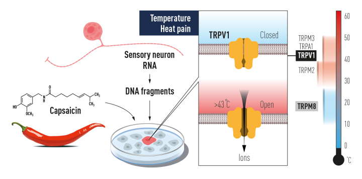 press-medicine2021-figure2.jpeg