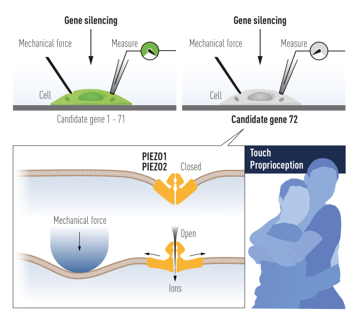 press-medicine2021-figure3.jpeg