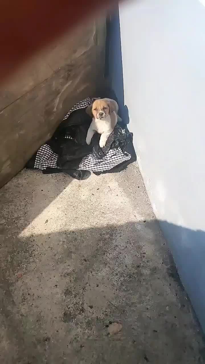 路边流浪的小野狗看着可怜就捡回来了