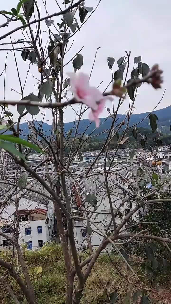 秋天裡桃花開錯了時間忘了季節