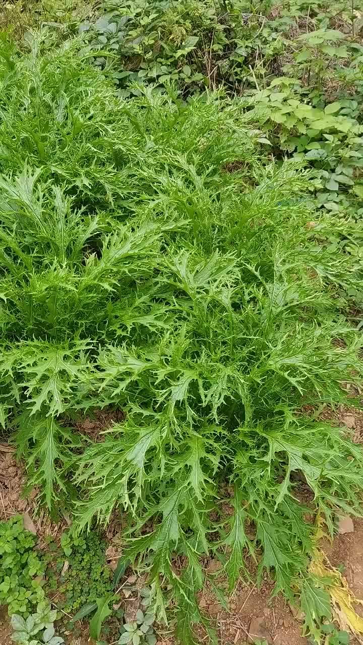 九头芥长势喜人