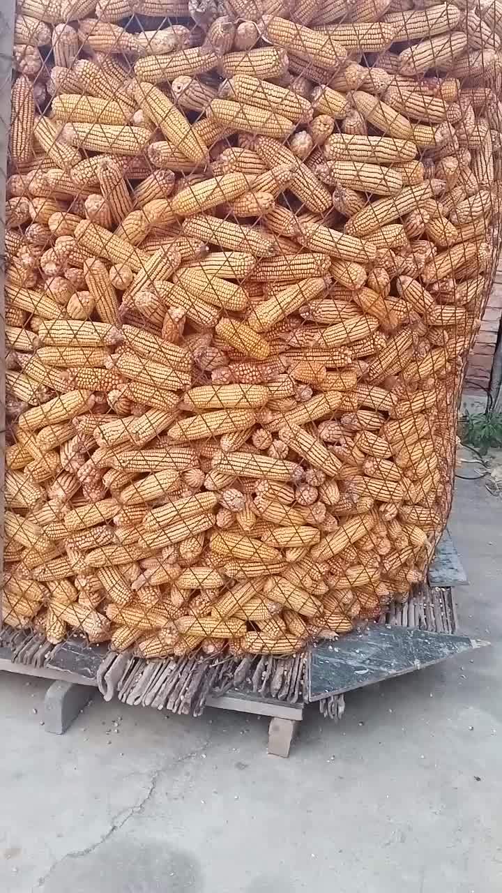 囤起来的玉米真好