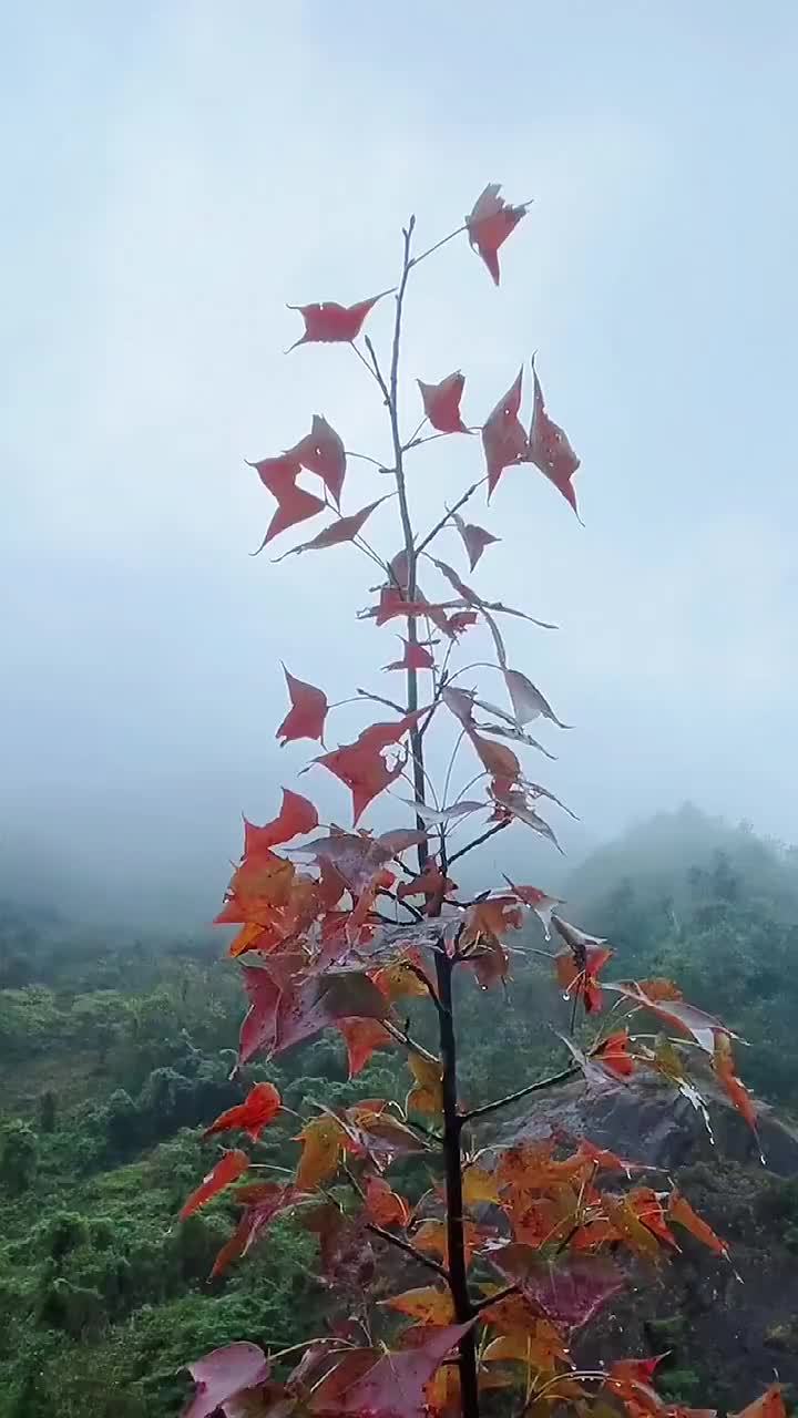 身邊的美好往事如煙淺笑而安素心若水淡然淺笑