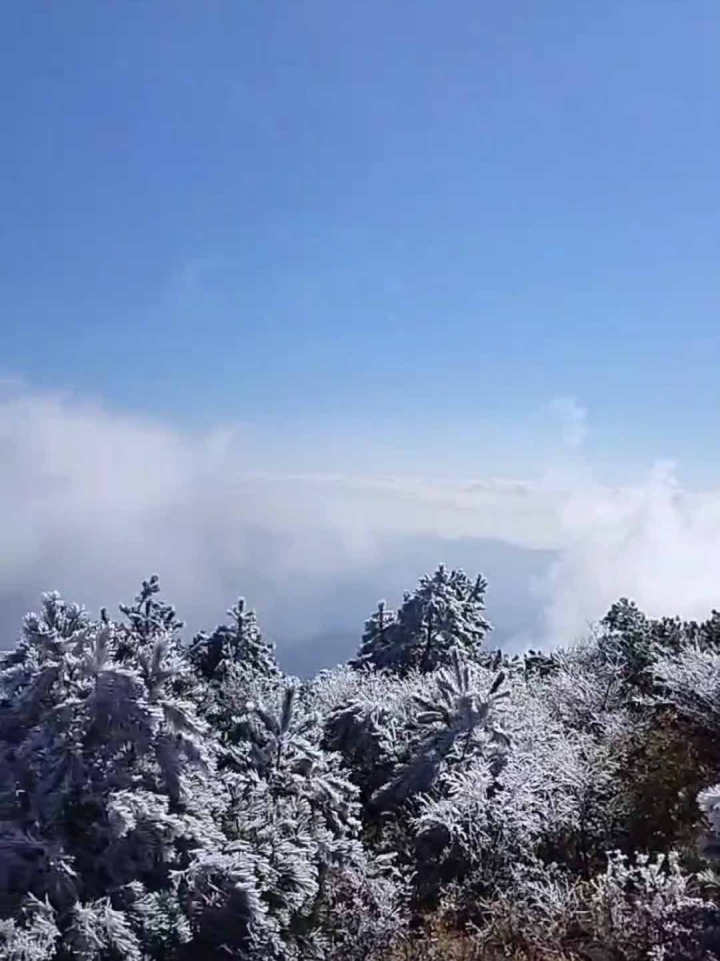 缙云大洋山雾凇图片