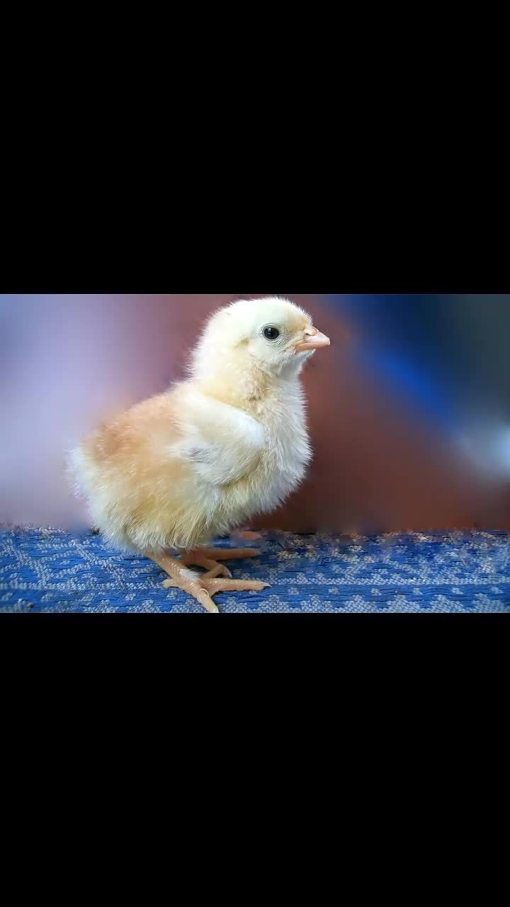 家有萌宠萌萌哒小鸡儿