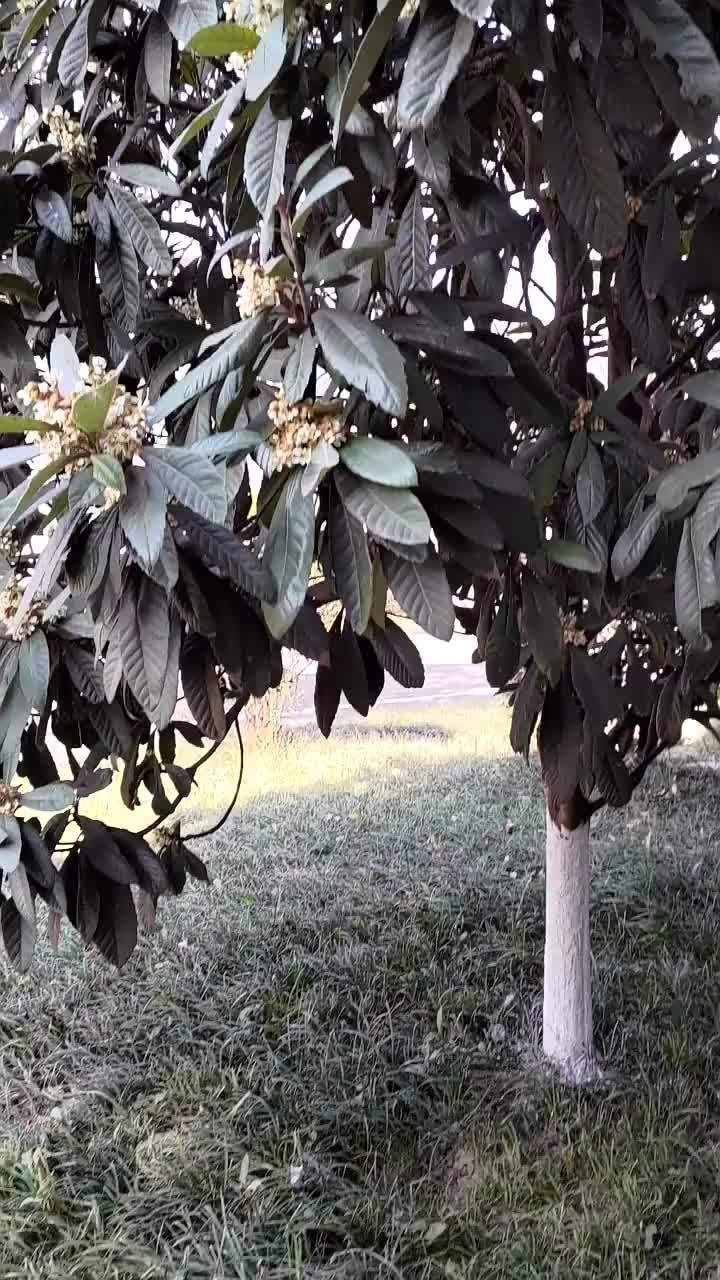 枇杷树开花了