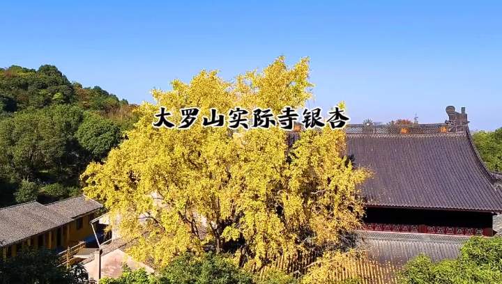 温州大罗山实际寺银杏与古寺相得益彰魅力长三角