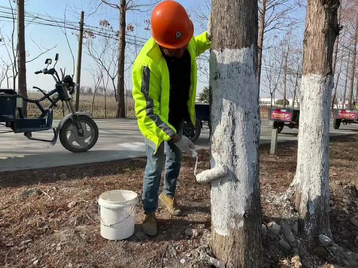 文化礼堂我的乡村我的家给树穿衣服高桥街道毛水浜村