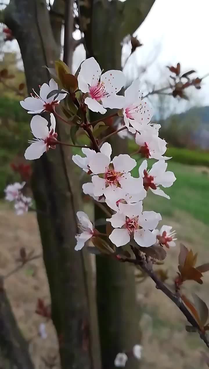 李子树开花春天花会开