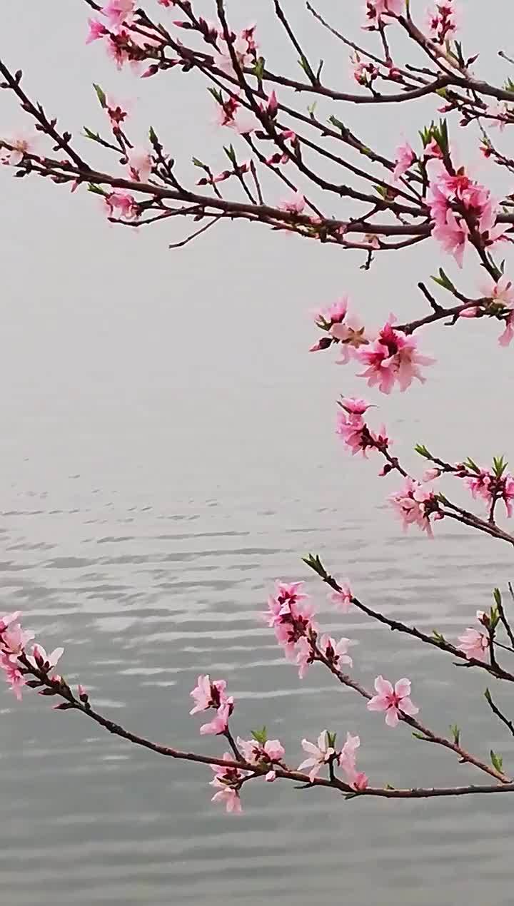 湖边桃花分外美春天花会开
