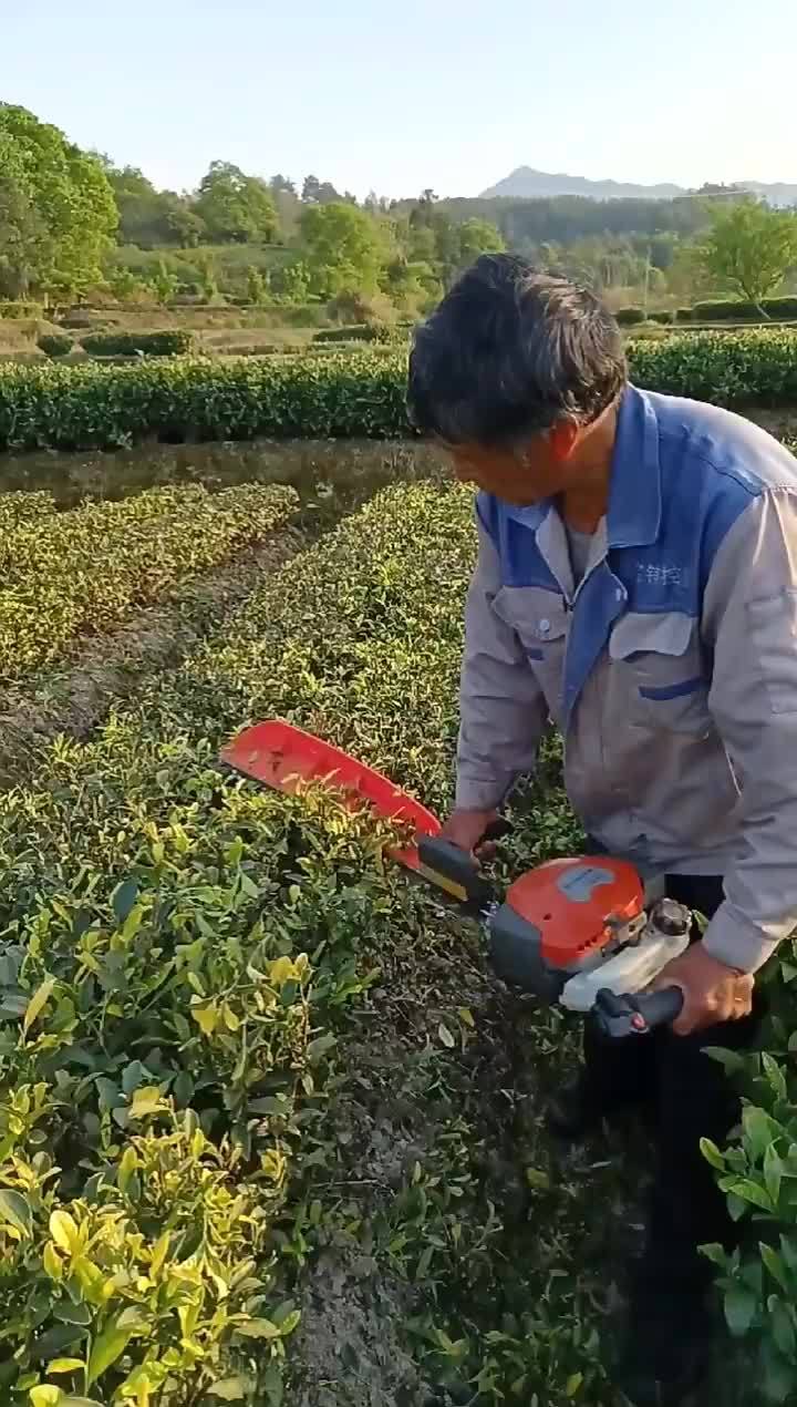 松阳乡村茶园修剪部分春茶结束田园松阳茶觉不同