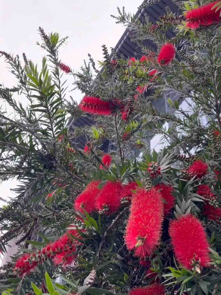 垂枝红千层(串钱柳)花语:深深的爱与爱人看花