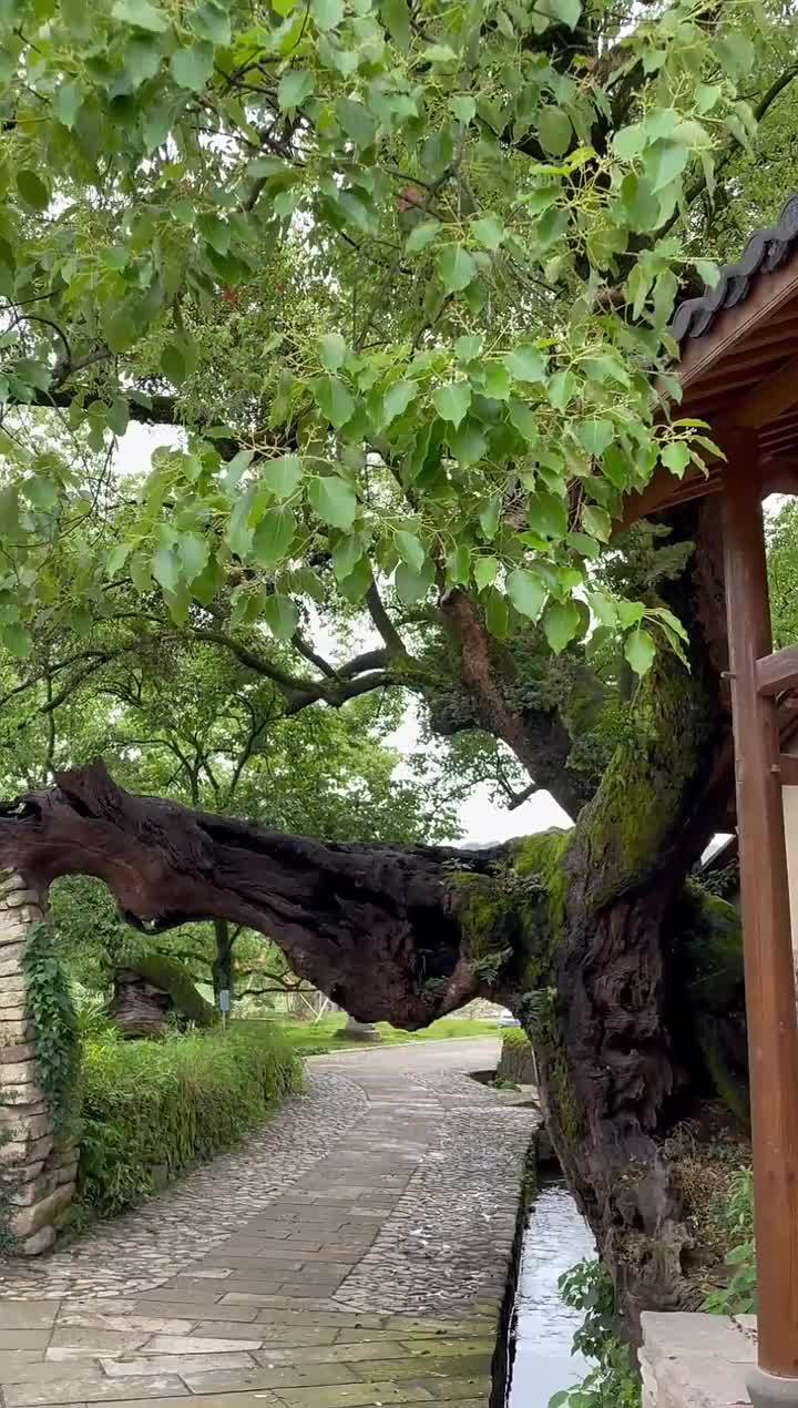 松阳乡村500年古树群守护在老村头田园松阳茶觉不同