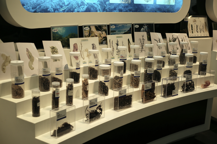 一颗小海藻做成大产业.明月海藻科技馆里的海藻标本.