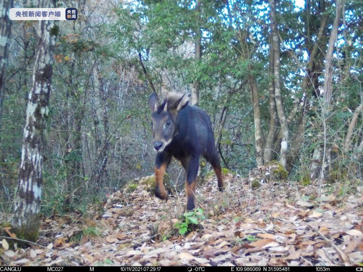 易危物种四不像现身湖北堵河源保护区