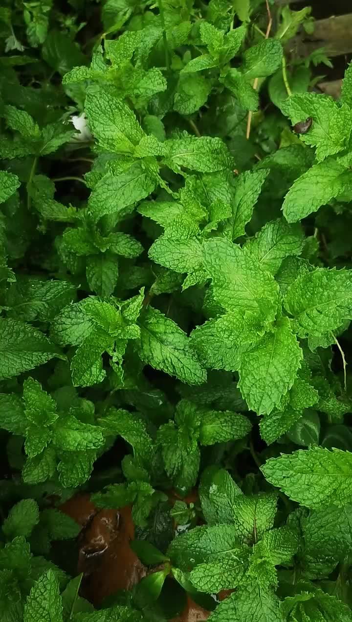 茂盛的薄荷