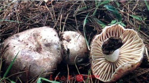 雲南劃定10地為野生菌中毒高風險區