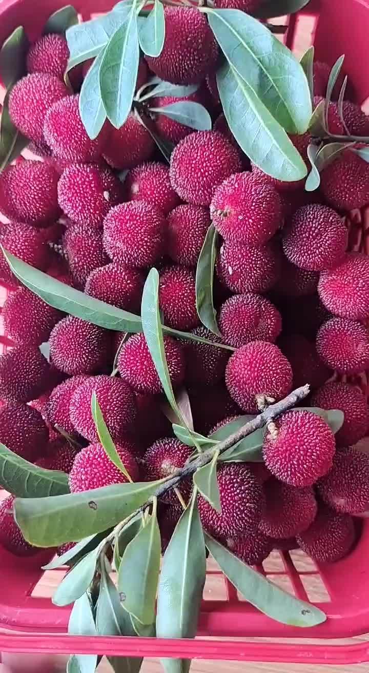 家乡土杨梅别有一番滋味我的共富好生活