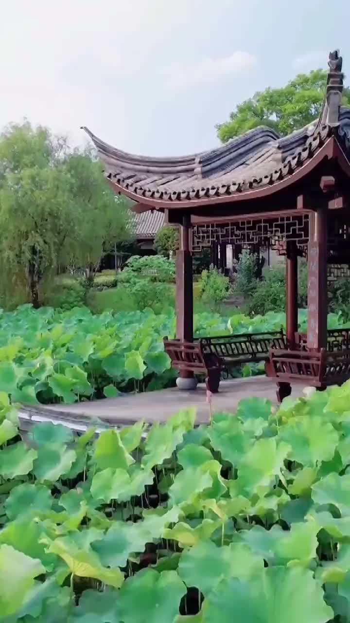 看临海灵湖的荷花盛开满屏都是夏天的味道