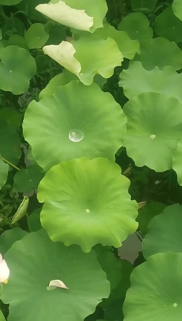 露水荷叶