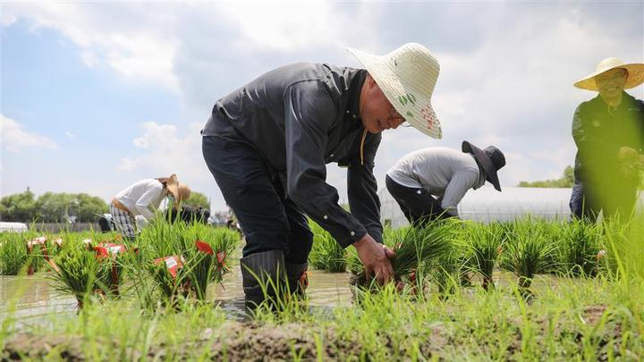 One man's obsession with fighting rice diseases and ensuring healthy crops