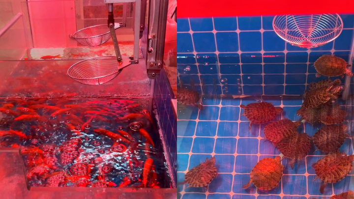 广州一商场"活体动物娃娃机"遭投诉 工作人员:会暂停运营