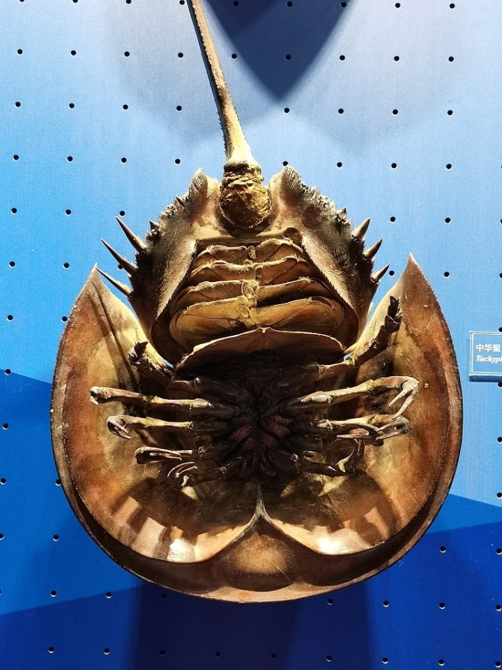 "海洋活化石"为何如今濒临灭绝?_潮新闻官网