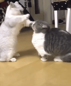 t01fd223cbd0b1b261e.gif