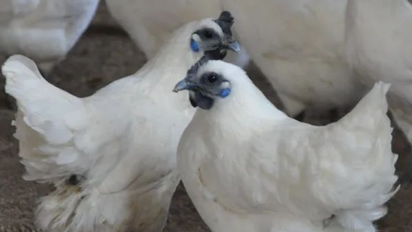 江山乌骨鸡存栏量达40万羽