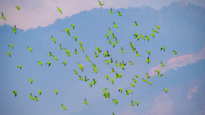 本次拍摄到的超100只花头鹦鹉同框画面（孙冬军 摄影）.jpg?x-oss-process=style/w10