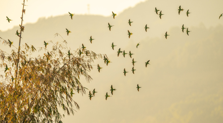 穿过竹林的鹦鹉群（朱边勇 摄影）.jpg?x-oss-process=style/w10