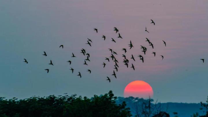 鹦鹉群与夕阳（孙冬军 摄影）.jpg?x-oss-process=style/w10
