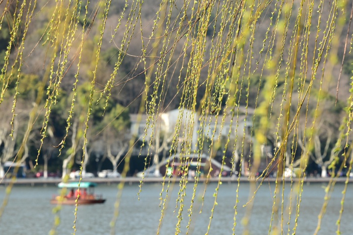 春风杨柳染新绿（里尔摄影）2.jpg