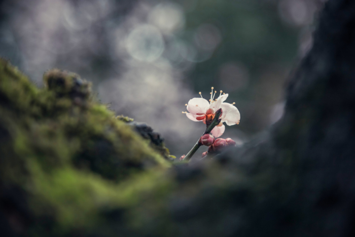 芦苇 (5).jpg