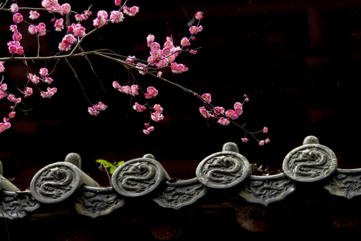 台州国清寺梅花 陈学德34231343421489778789798.jpg