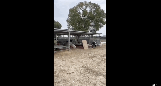 Mar-06-2023 19-11-17.gif